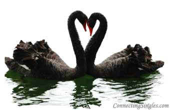 Swans ecard