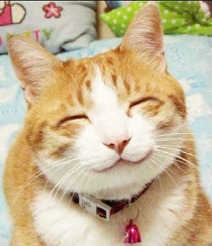 smiling cat ecard