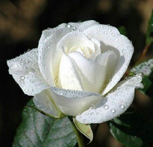 White Rose ecard