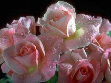 Love is like roses ecard