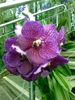 Orchid 1V ecard