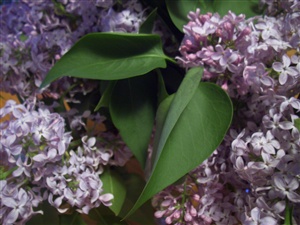 Lilacs ecard