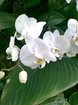Orchid I ecard
