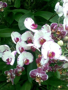 Orchid II ecard
