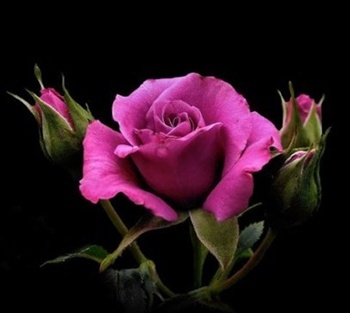 Our love is in bloom like a perfect rose ecard