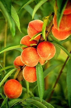 peaches ecard