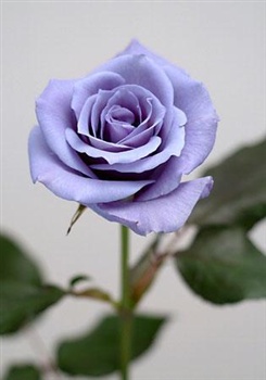 blue rose ecard