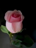Single Rose ecard