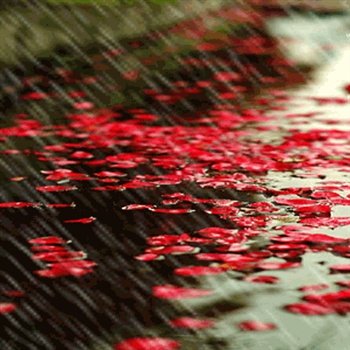 Wonderful rain comming down on red flowers ,, ecard