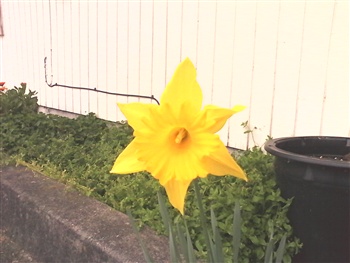 Daffodil ecard
