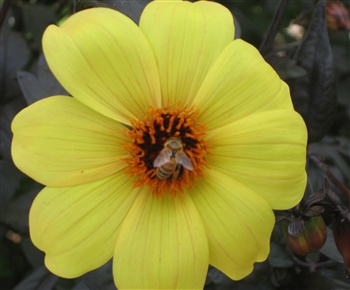 Flower & Bee ecard