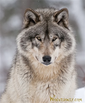 The Timber Wolf ecard