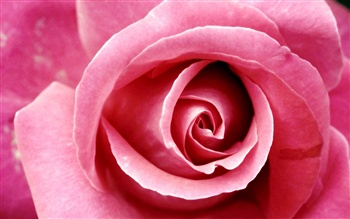 pink leapord beautiful rose says... ecard