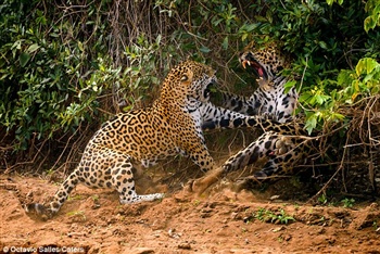 fighting Jaguars ecard