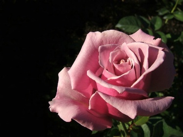 To My Rose... ecard