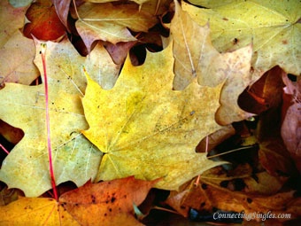 Autumn leaves ecard