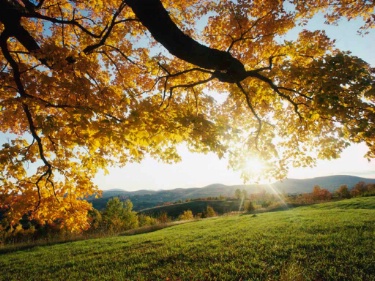 Maple Leaves In Autumn!!!! ecard