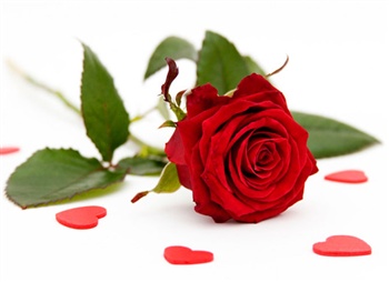 Beautiful-Red-Roses ecard