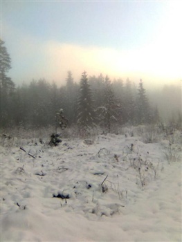 Foggy forest ecard