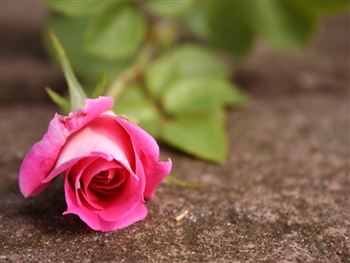 Pink Rose for your Beautiful Patience ecard