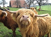 highland cattle ecard