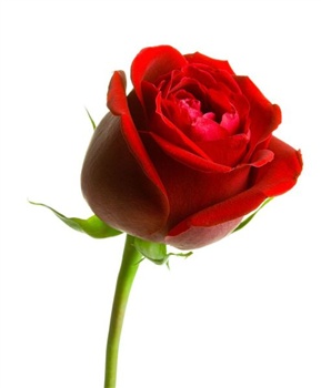 This Rose speaks for.... ecard