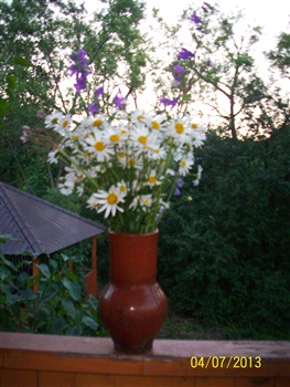 lovely daisy were last summer in France ecard