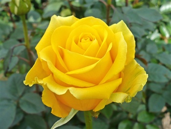 A Yellow Rose For You x ecard