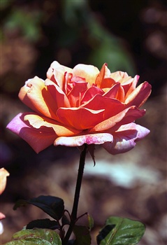 A special Rose ecard