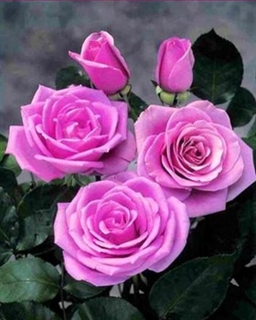 Beautiful Roses..... ecard