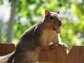 Nutty Squirrel ecard
