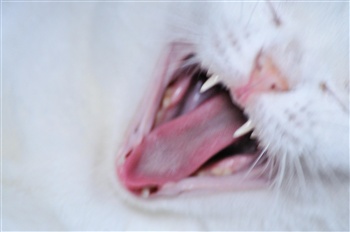 Shouting Cat ecard