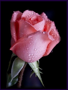 A Rose For You. ecard
