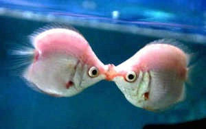 Kissing Fish ecard