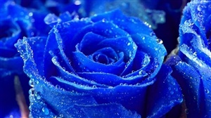 blue rose ecard