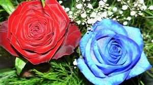 Red and Blue Rose ecard