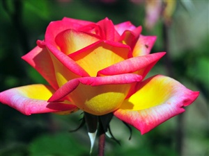 Special Rose ecard