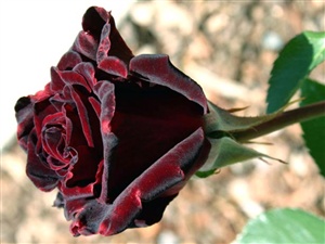 Black Baccara Rose ecard