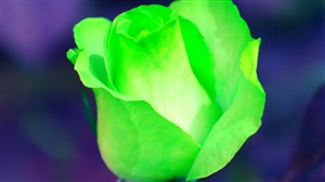 Green Rose ecard