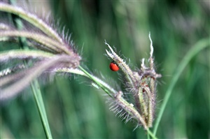 Ladybug ecard