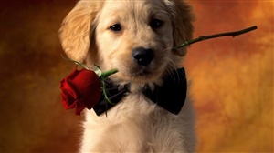Puppy Love ecard