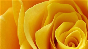 Yellow Rose ecard