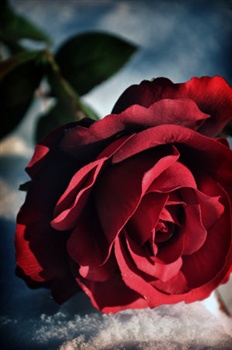 one rose ecard