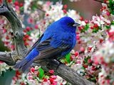 My Little Bluebird ecard