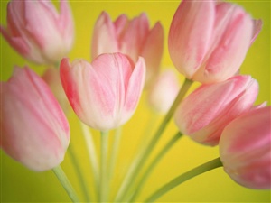pink tulips ecard