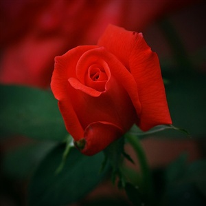 the rose speaks of love ecard