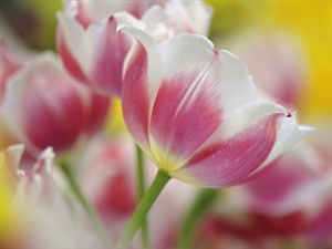 Sending U spring tulips to say... ecard