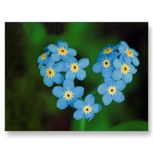 Forget me Not.. ecard