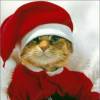 Wishing You a Vewwy Mewwy Christmas eCard