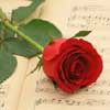 Piano and rose